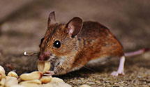 24 Hour & Emergency Exterminators in Racine, WI